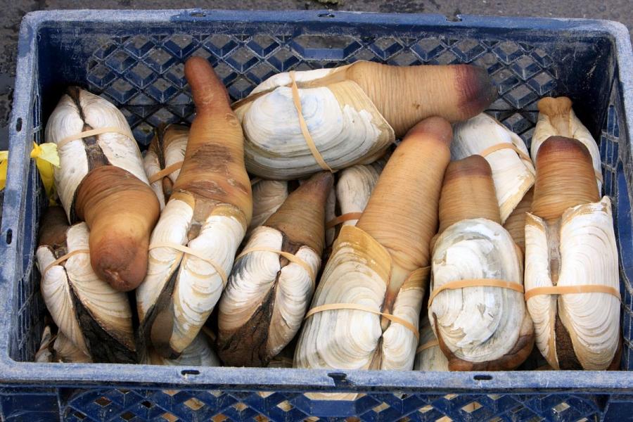 Almejas geoduck en una canasta de plástico.