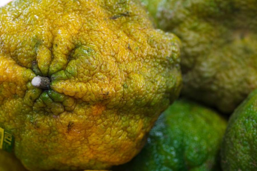 Detalle de la piel de un tangelo o fruta ugli.