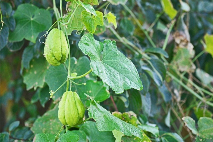 Una viña del chayote con dos frutos colgando.