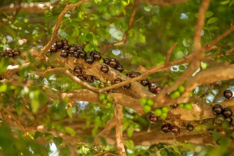 El árbol yaboticaba o guapurú.