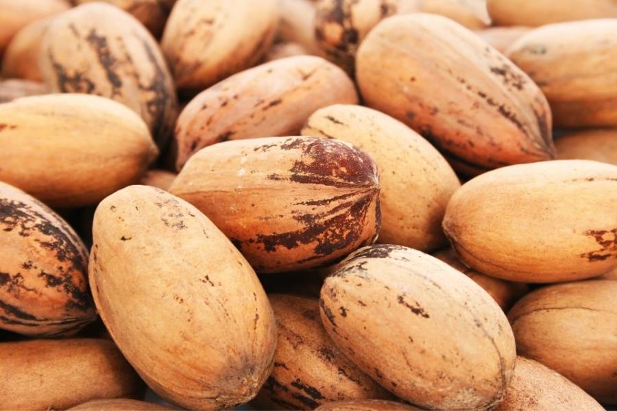 Pacanas frescas con su cáscara.