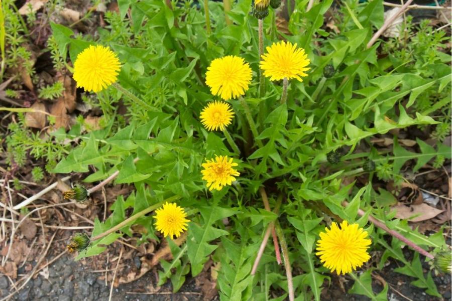 Diente de león silvestre.