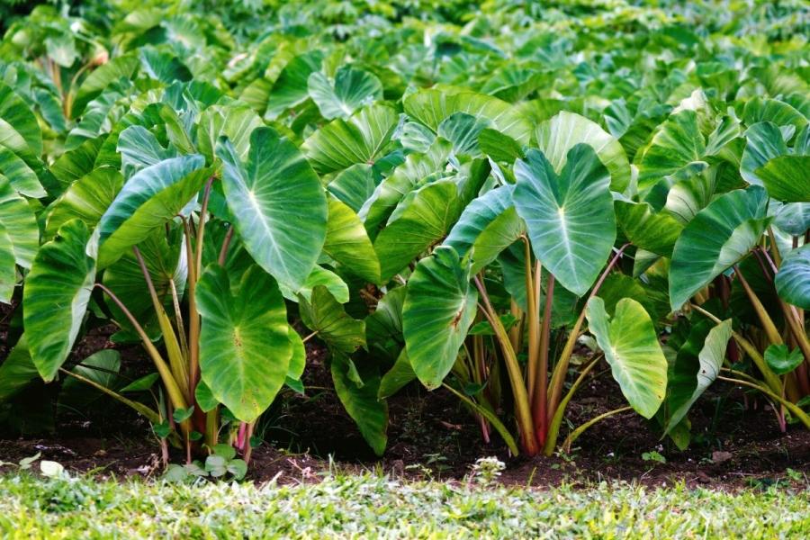 Plantación de taro.