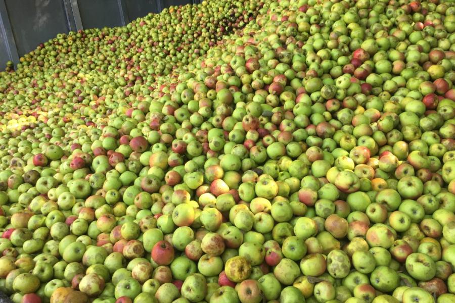 Cosecha de manzanas para sidra.