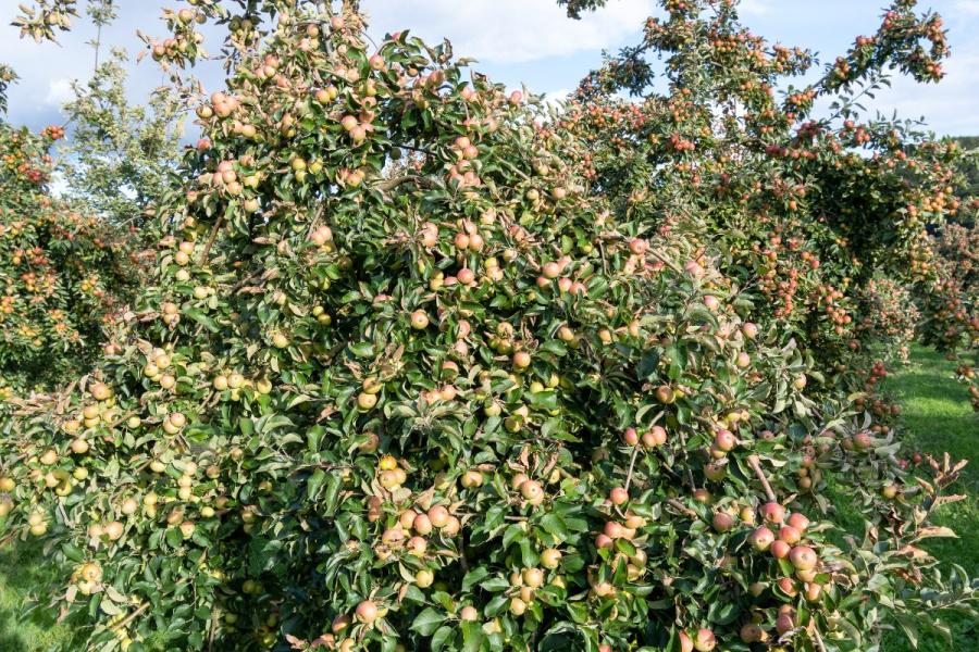 Un huerto de manzanos con manzanas para sidra.