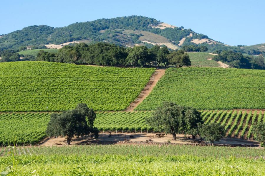 Viñedos en Sonoma, California.