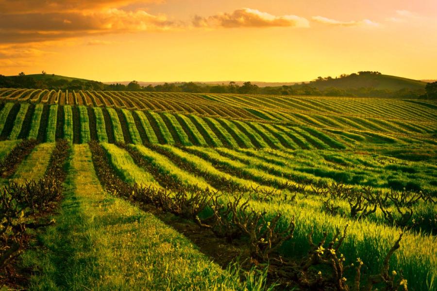 Barossa Valley, región vinícola en el sur de Australia.