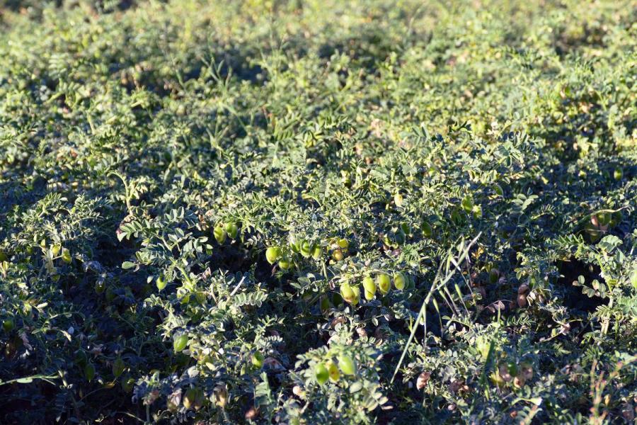 Detalle de un campo de garbanzos.