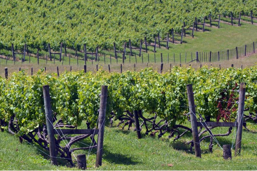 Viñas en Nueva Zelanda.