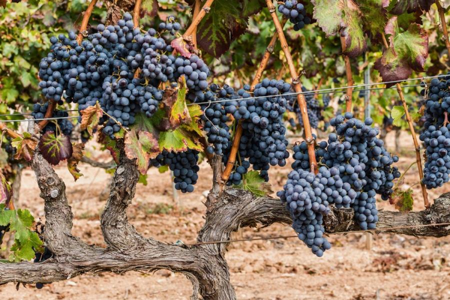 Uvas Garnachas listas para la vendimia, Priorat.