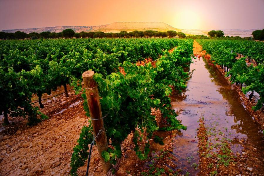 Viñedo en la Ribera del Duero.