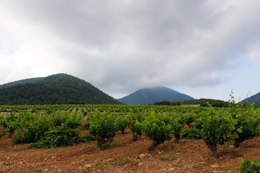Viñedo en el valle de Azeniche, Bullas, Murcia en un amanecer con niebla.