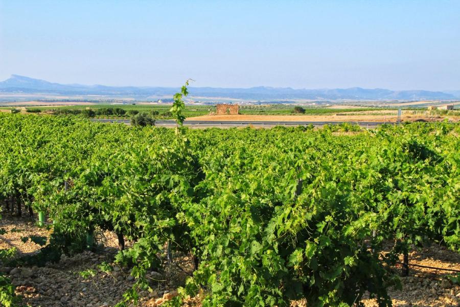 Un viñedo en Jumilla
