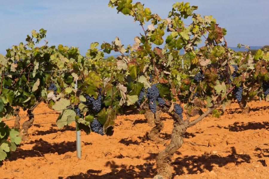 Viñedo cerca de Valencia.