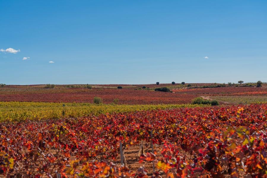 Viñedos valencianos en otoño.