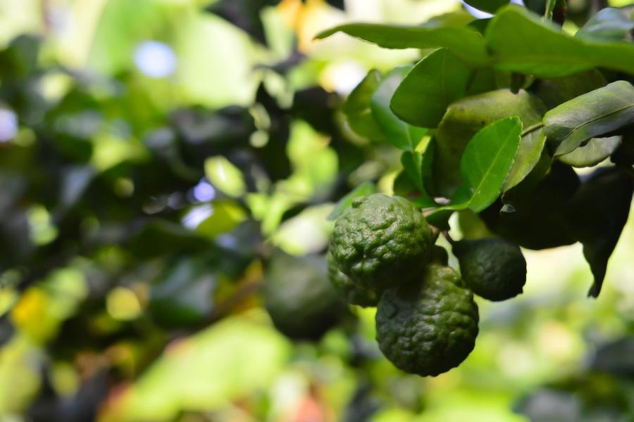 Limas makrut en su árbol.