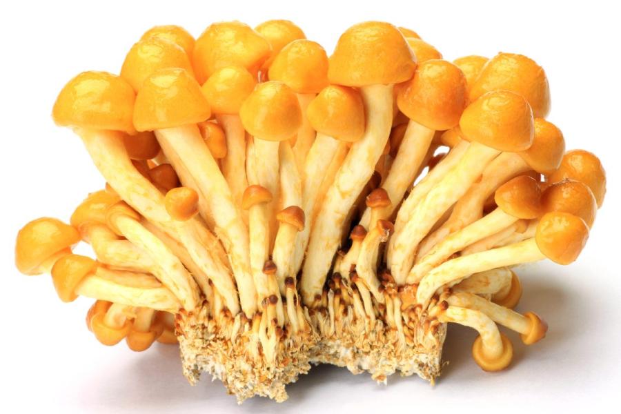 Setas nameko con sus sombrerillos marrones y viscosos.