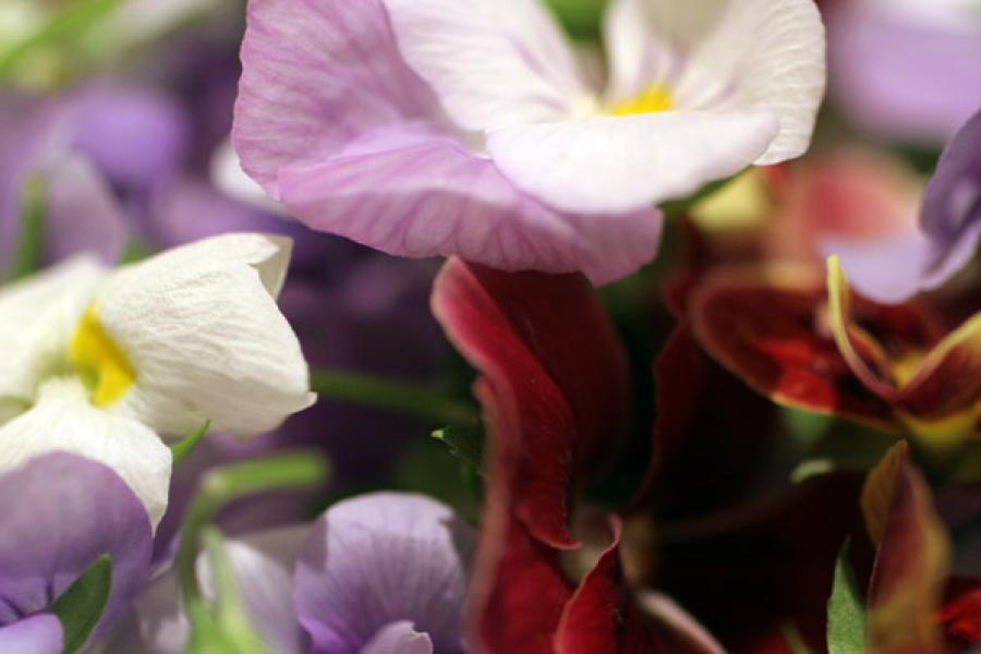 Flores comestibles frescas.