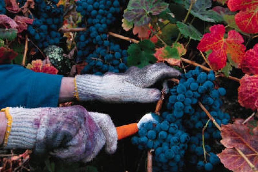 Uvas tintas.