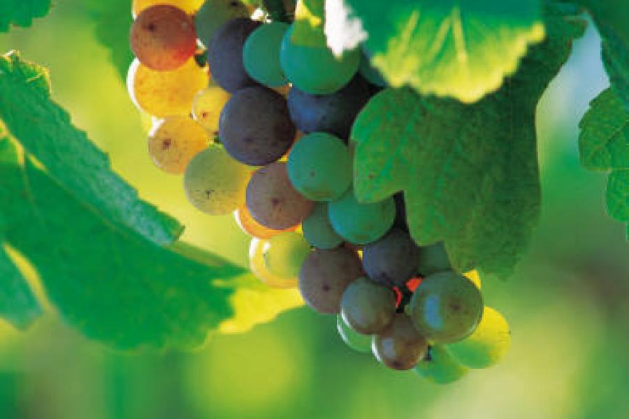 Uvas blancas.