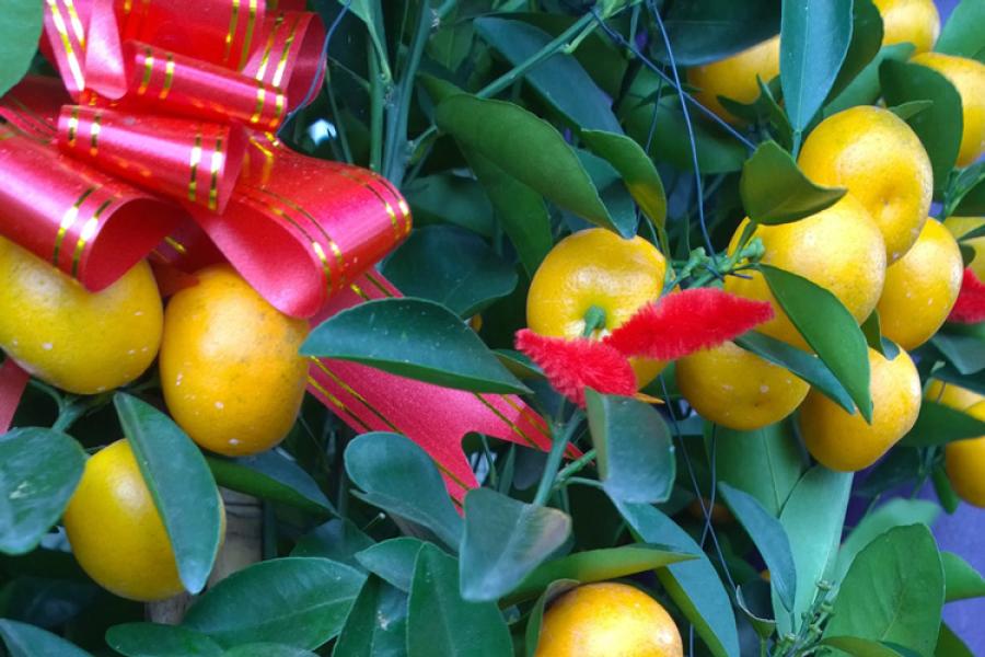 Arbol decorado con mandarinas y cinta roja.