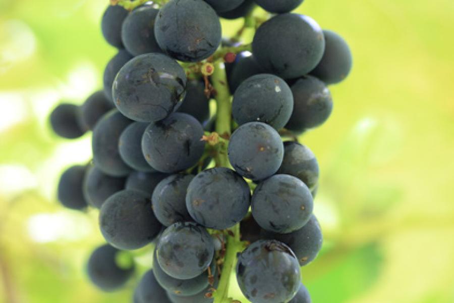 Uvas tintas conlgando de la parra.