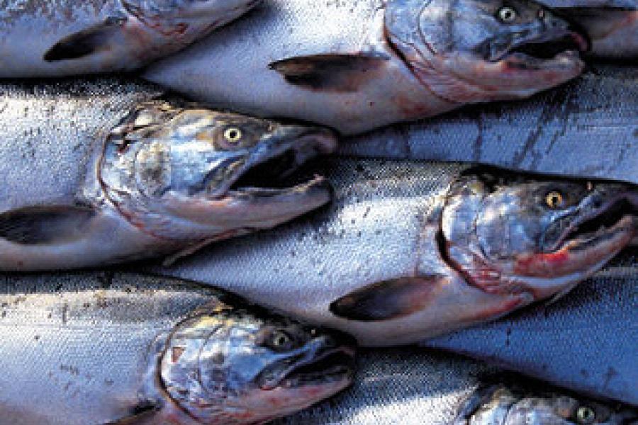 Pescado fresco en un puesto del mercado.