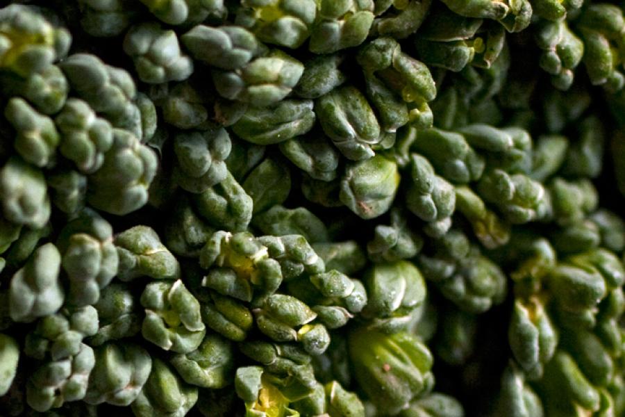 Detalle de un ramito de brócoli.