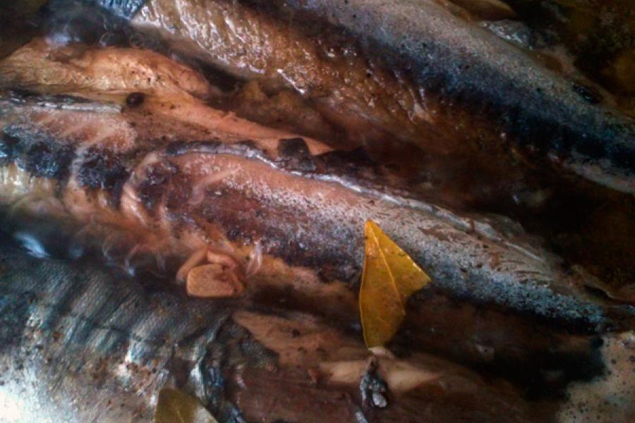 Detalle de caballa en escabeche.