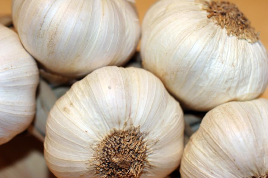Cabezas de ajo.