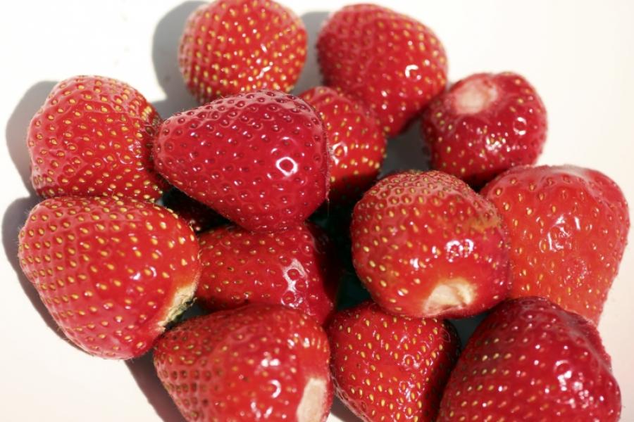 Fresas recién cogidas, sin hojas.