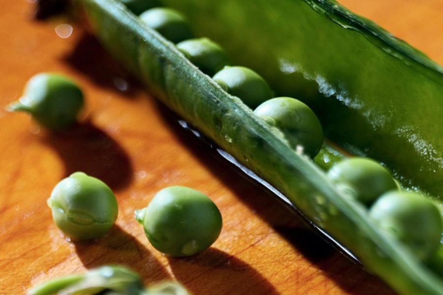 Una vaina de guisante abierta, mostrando los guisantes en su interior.