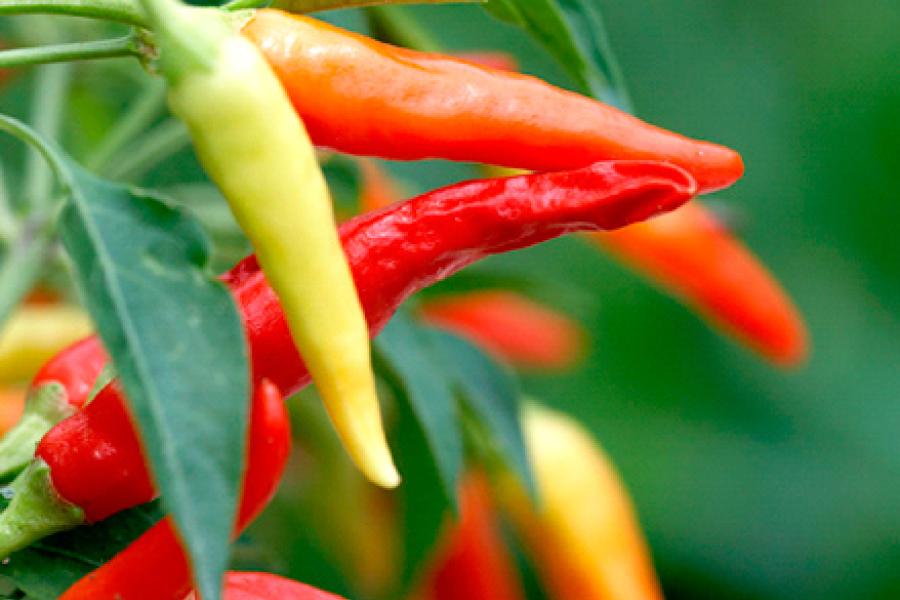 Chiles en su planta.
