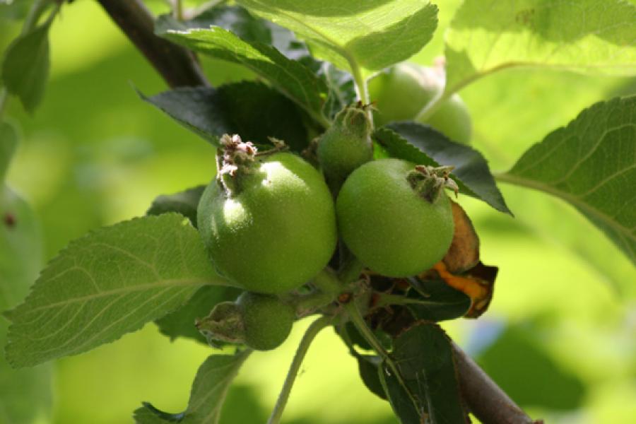 Manzanas ácidas para cocina.