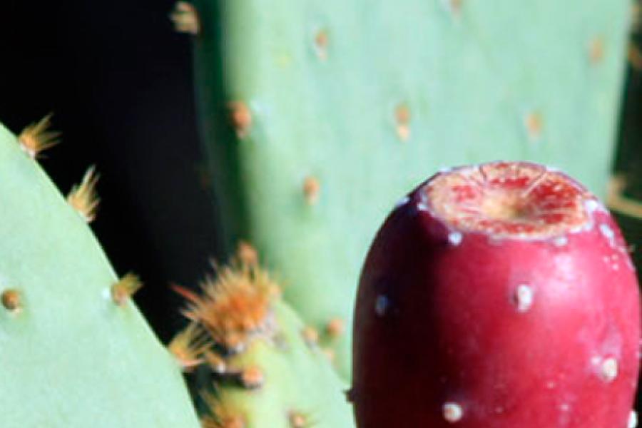 Palas y fruto del nopal, o chumbera.