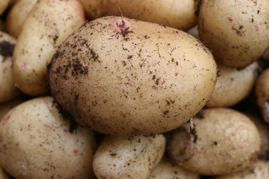 Patatas recién cosechadas.