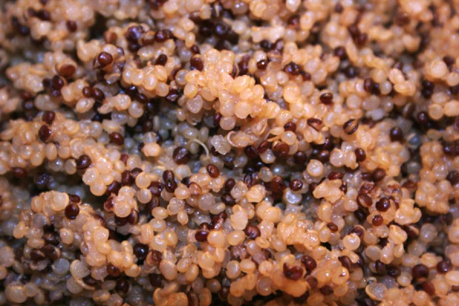 Quinua roja y perlada cocidas.