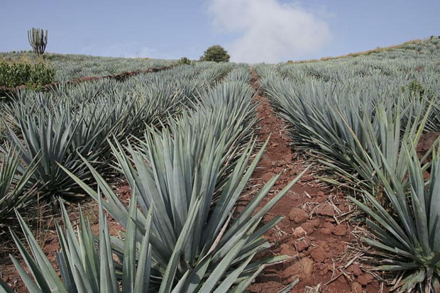 Campo de ágave en Jalisco.