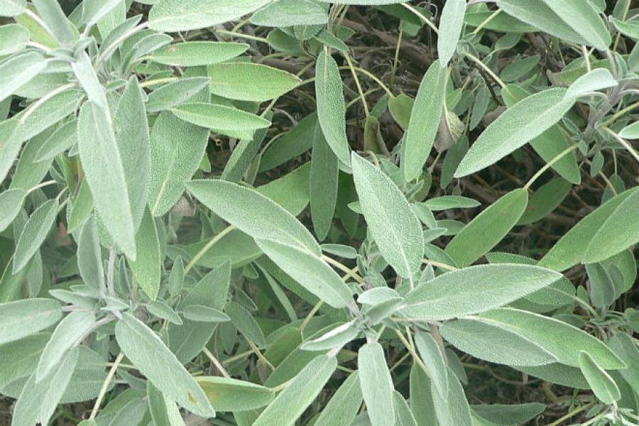 Salvia.