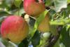 Manzanas en septiembre.